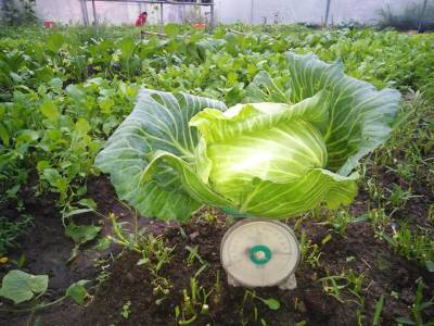 Cơ sở rau sạch Linh Nhung