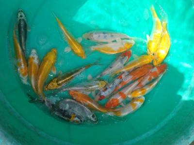 Cá cảnh Nguyên Thịnh